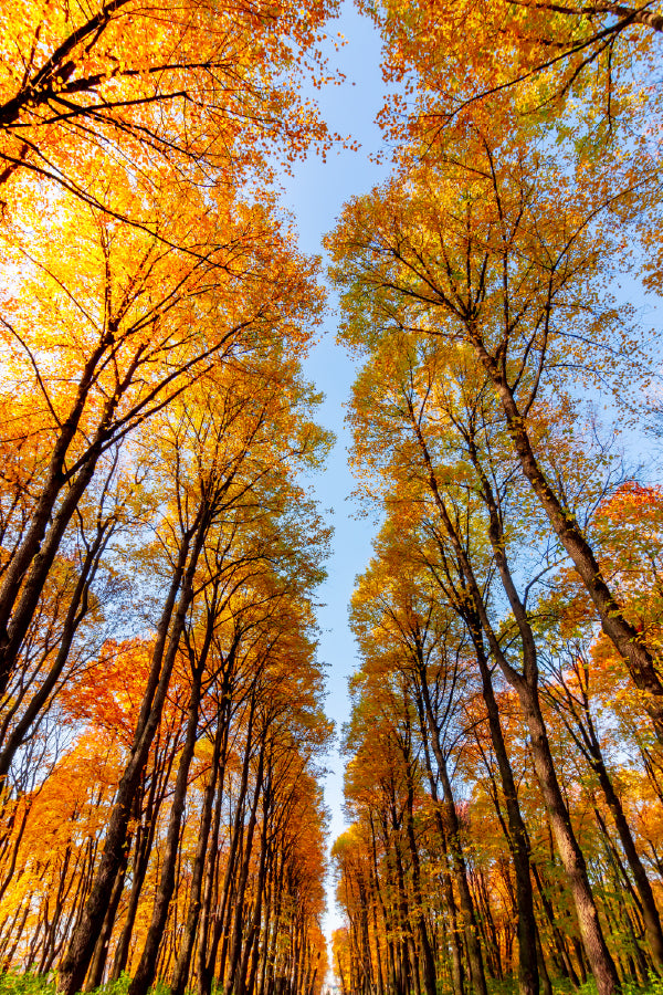 Autumn Trees Photograph in Nami Island Korea Home Decor Premium Quality Poster Print Choose Your Sizes