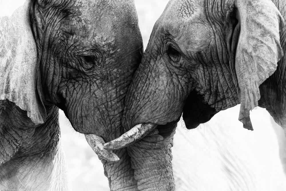 Elephants Portrait B&W Photograph Home Decor Premium Quality Poster Print Choose Your Sizes