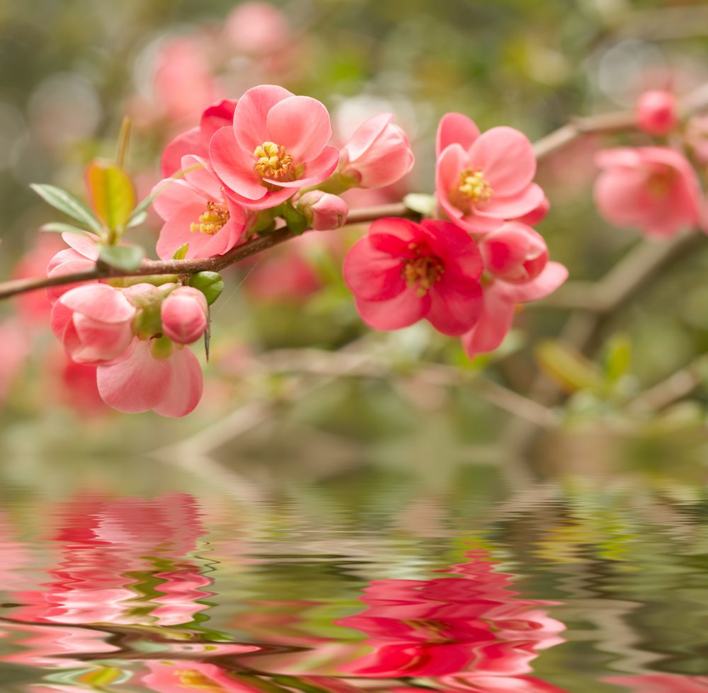Square Canvas Blossom Flowers Reflection On Water Photograph High Quality Print 100% Australian Made