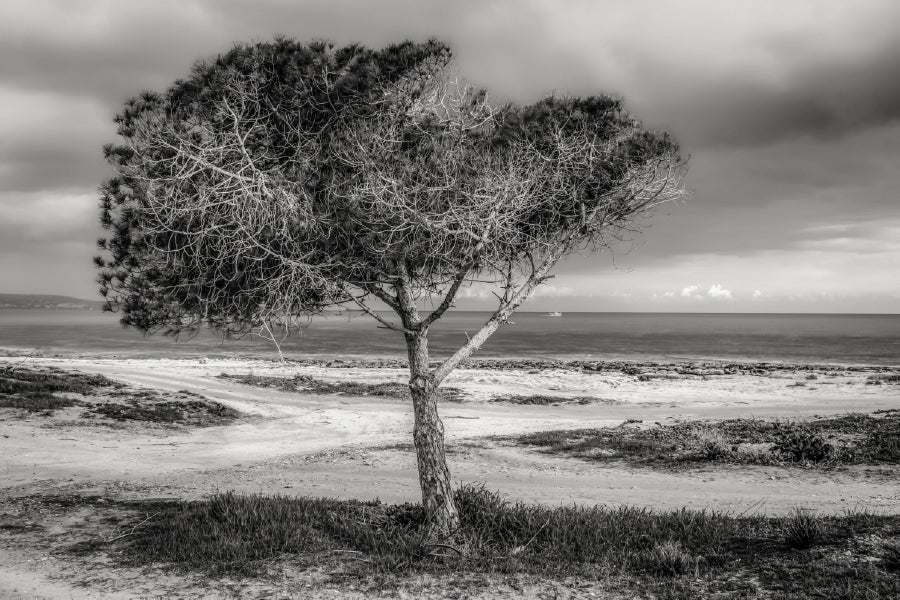 Alone Tree near Seashore B&W View Photograph Home Decor Premium Quality Poster Print Choose Your Sizes