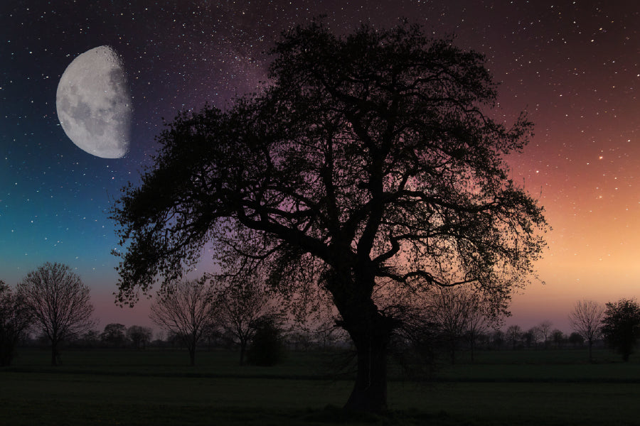 Alone Tree with Moon Sky Scenery Photograph Print 100% Australian Made