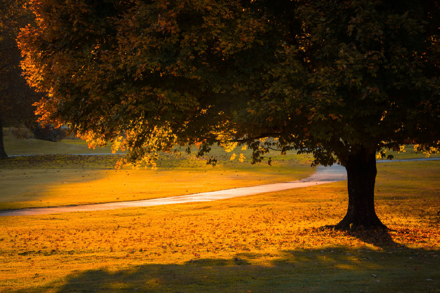 Sunshine Through Autumn Tree & Footpath Photograph Print 100% Australian Made