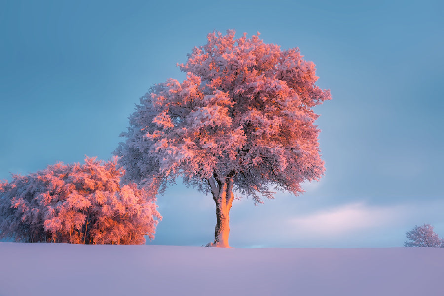 Snow Trees on Pink Sunset Scenery View Photograph Home Decor Premium Quality Poster Print Choose Your Sizes
