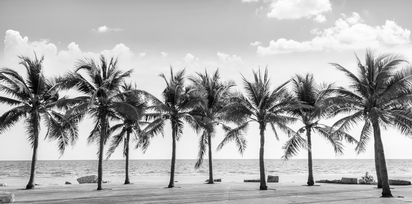 Panoramic Canvas Palm Trees B&W View High Quality 100% Australian Made Wall Canvas Print Ready to Hang