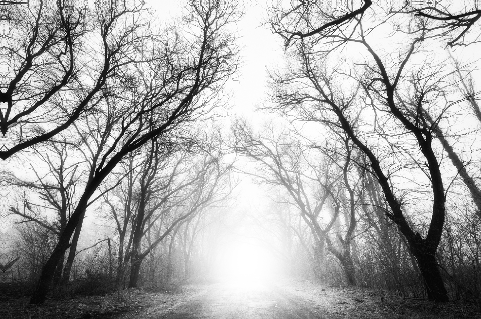 Misty Forest B&W Photograph Print 100% Australian Made