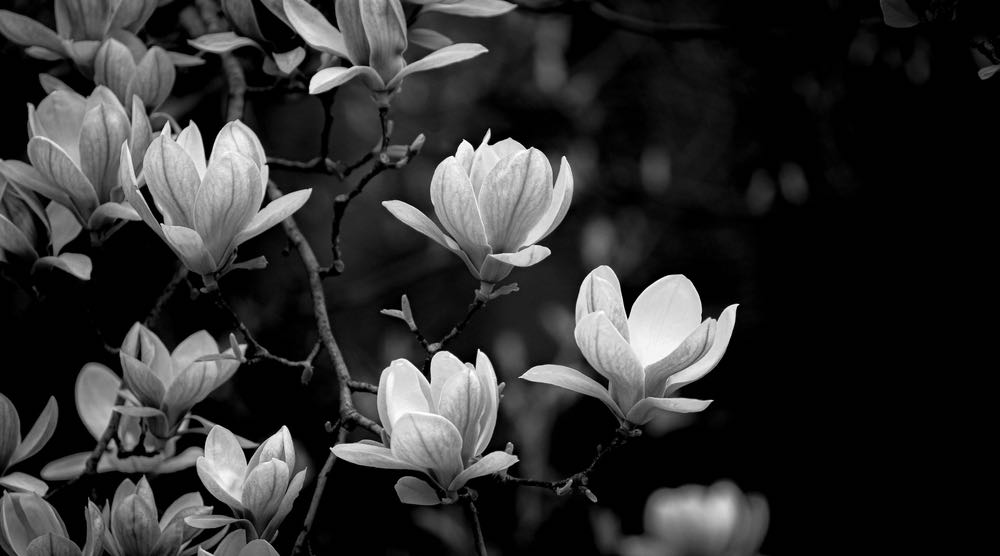 B&W Flower Tree Photograph Home Decor Premium Quality Poster Print Choose Your Sizes