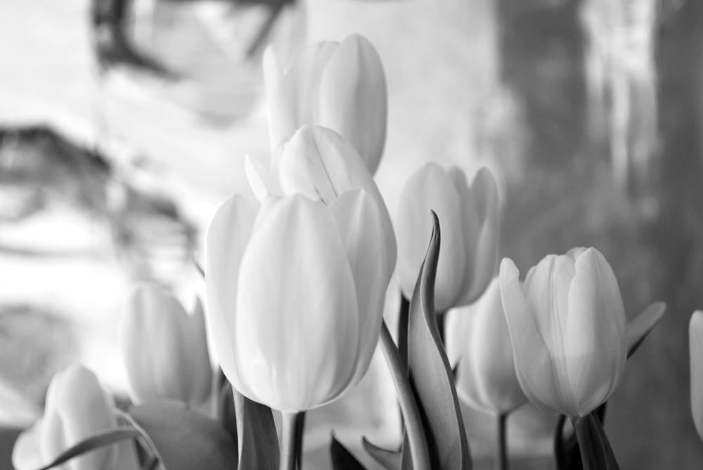 White Flowers B&W Photograph Home Decor Premium Quality Poster Print Choose Your Sizes