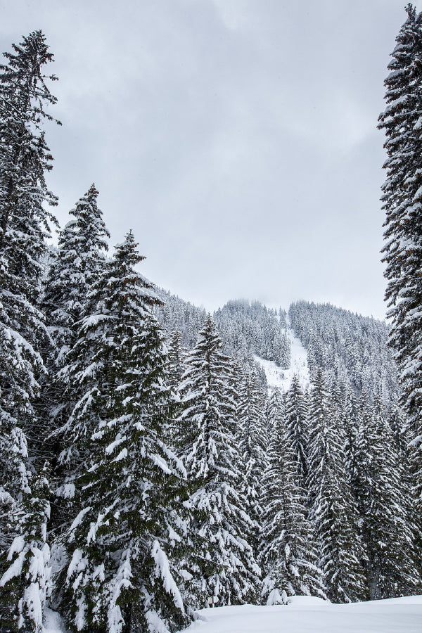 Snow Covered Pine Forest Trees Photograph Print 100% Australian Made
