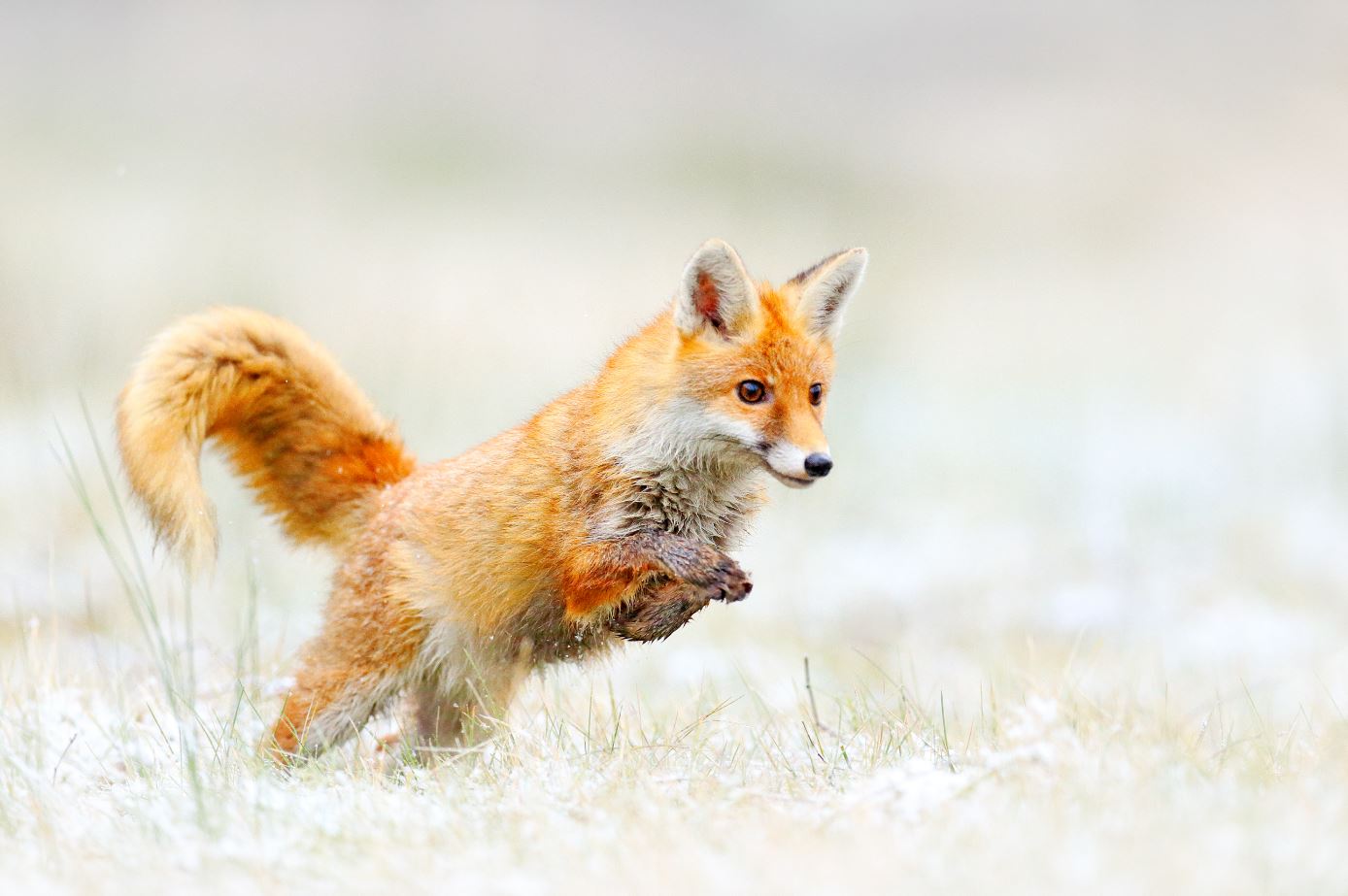 Running Fox Closeup Photograph Home Decor Premium Quality Poster Print Choose Your Sizes