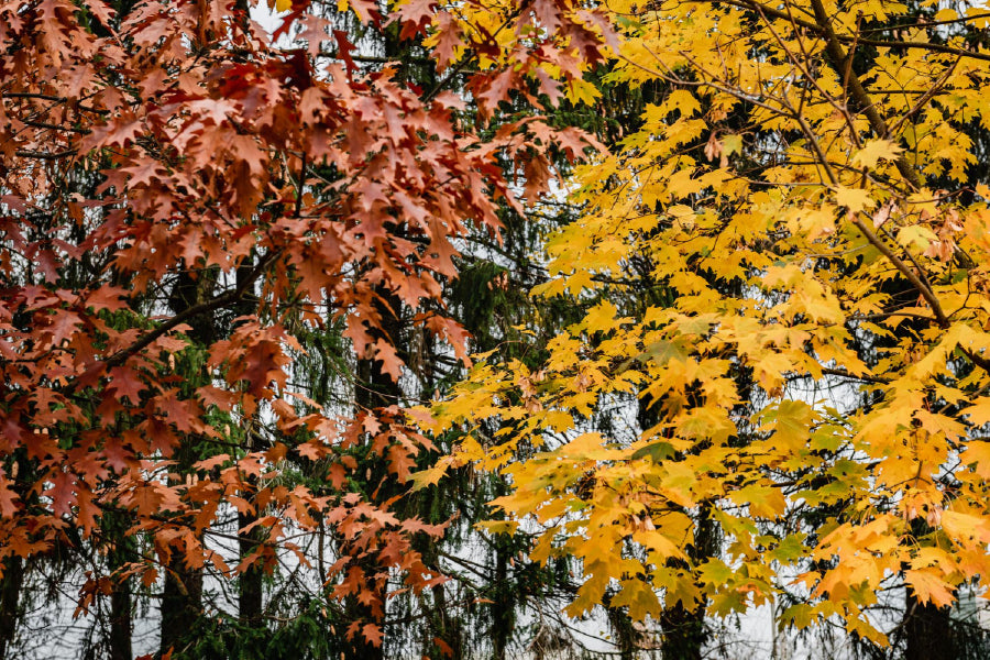Orange Yellow Autumn Leaves Trees Photograph Print 100% Australian Made