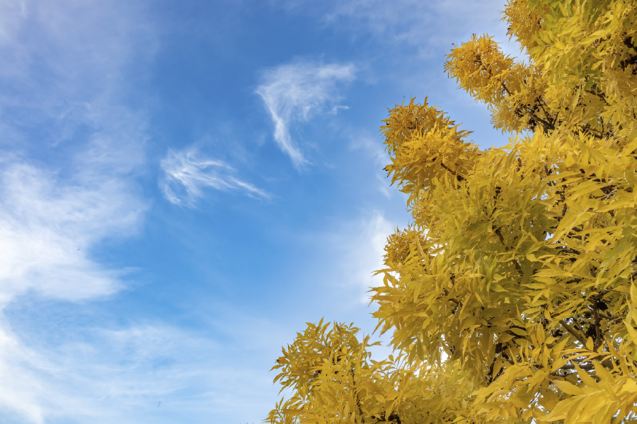 Autumn Trees & Cloudy Sky View Photograph Print 100% Australian Made