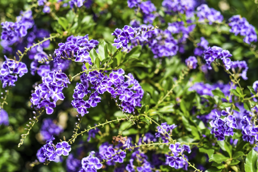 Purple Flowers Nature Plant View Print 100% Australian Made