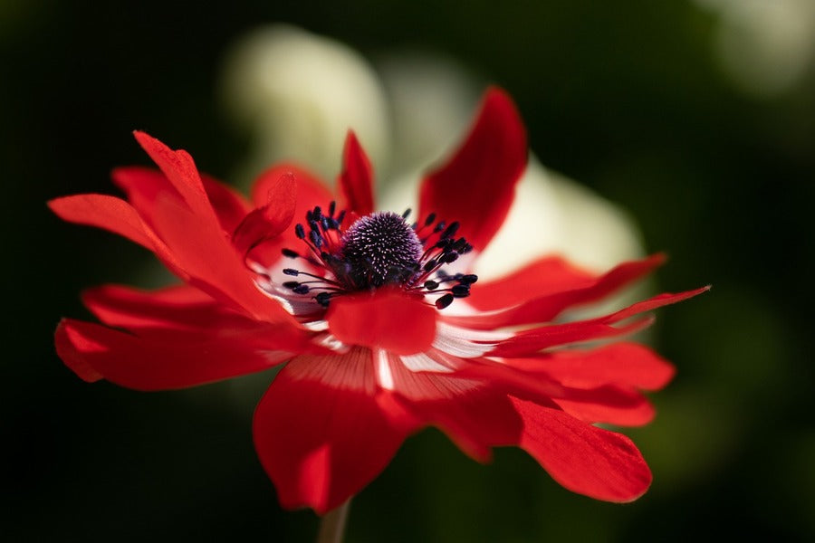 Red Anemone Flower Closeup Photograph Print 100% Australian Made