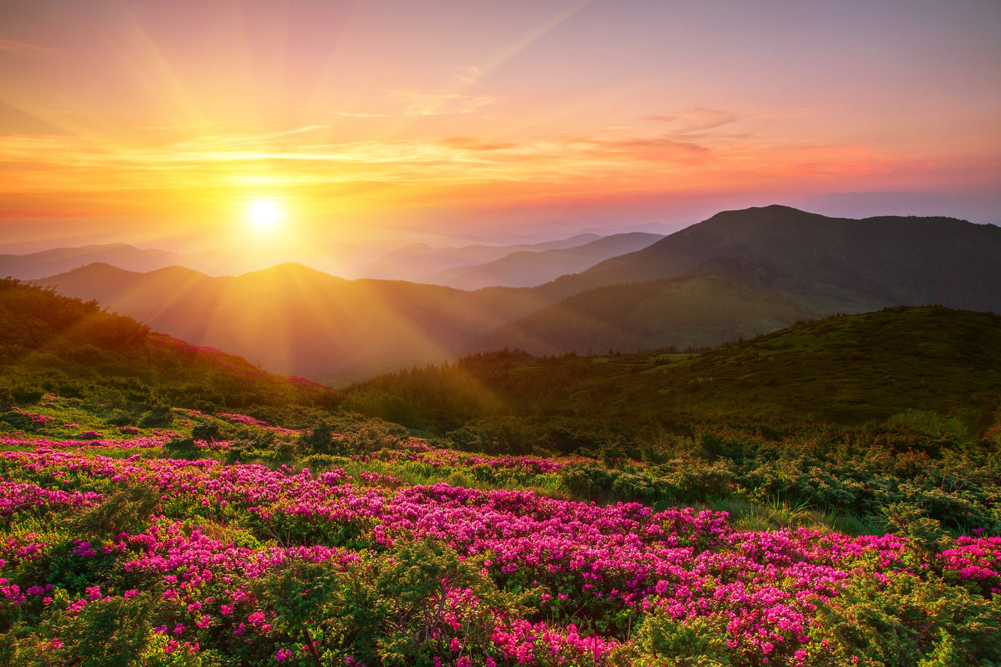 Floral Field & Mountain View at Sunset Photograph Print 100% Australian Made