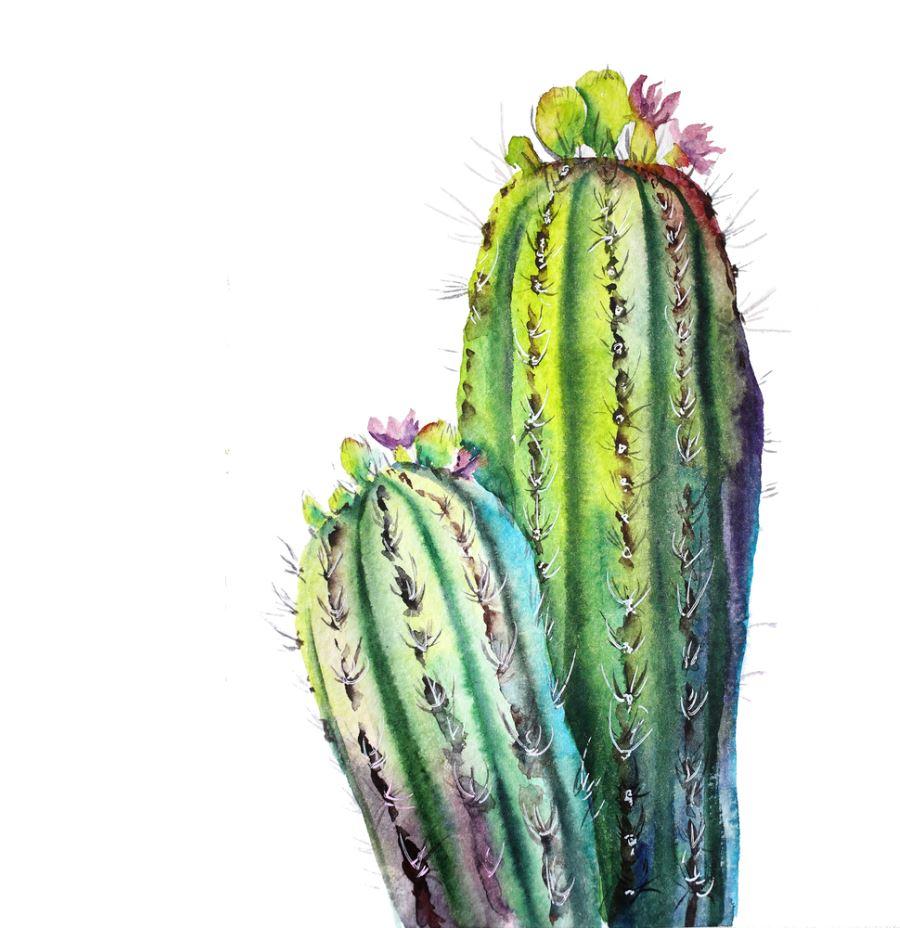 Cactus Plant Painting Print 100% Australian Made
