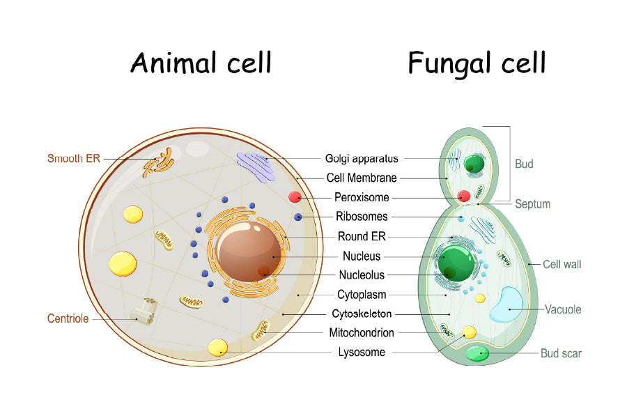 Animal Cell & Fungal Cell Anatomy Illustration Print 100% Australian Made