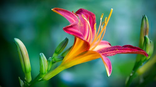 Colorful Flower Closeup Photograph Print 100% Australian Made