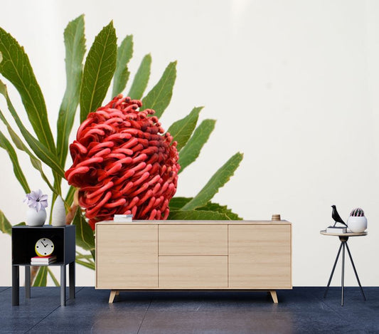 Wallpaper Murals Peel and Stick Removable Red Waratah Flower High Quality