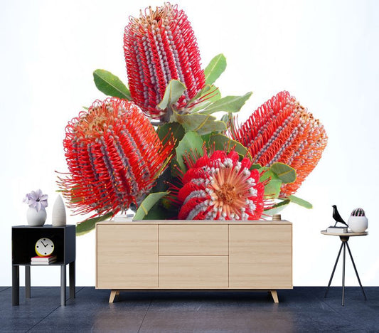 Wallpaper Murals Peel and Stick Removable Banksia Coccinea Flowers with leaves High Quality