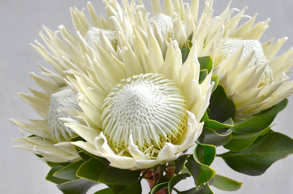 White Protea Flower Closeup Photograph Print 100% Australian Made