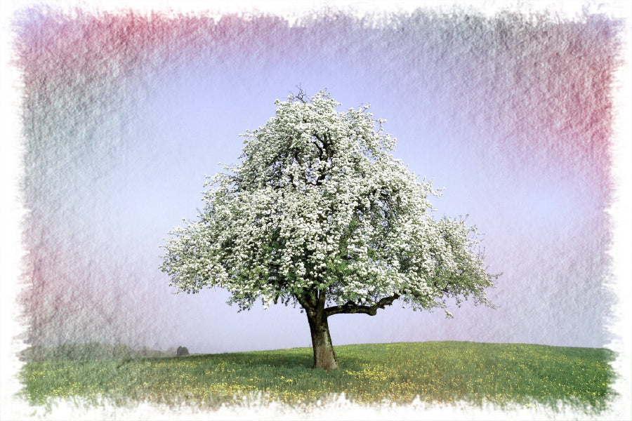 White Cherry Blossom Tree View Photograph Print 100% Australian Made