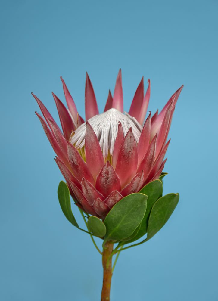 Red Protea Flower Closeup Photograph Print 100% Australian Made