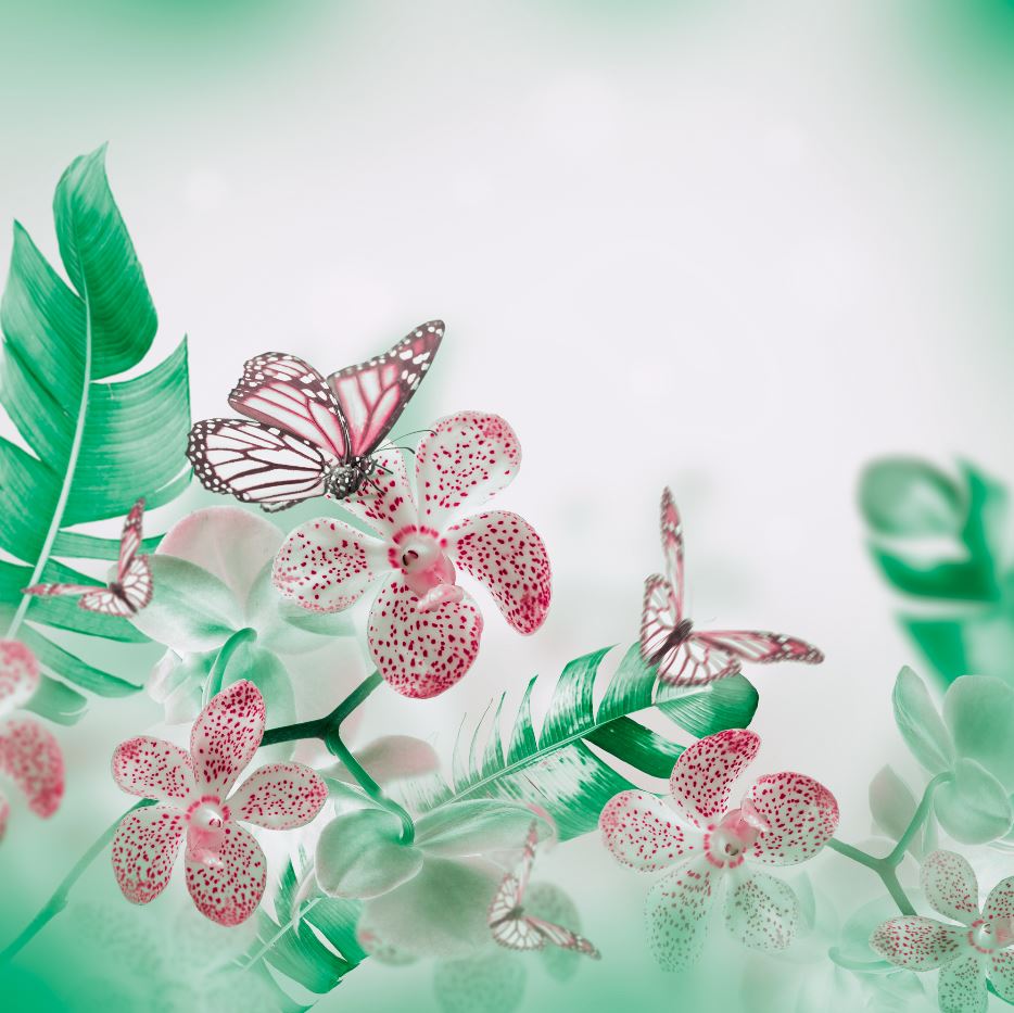 Square Canvas Flowers & Butterflies Photograph High Quality Print 100% Australian Made