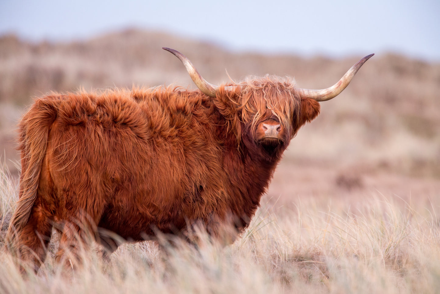 Highland Cow in Grass Field Photograph Print 100% Australian Made