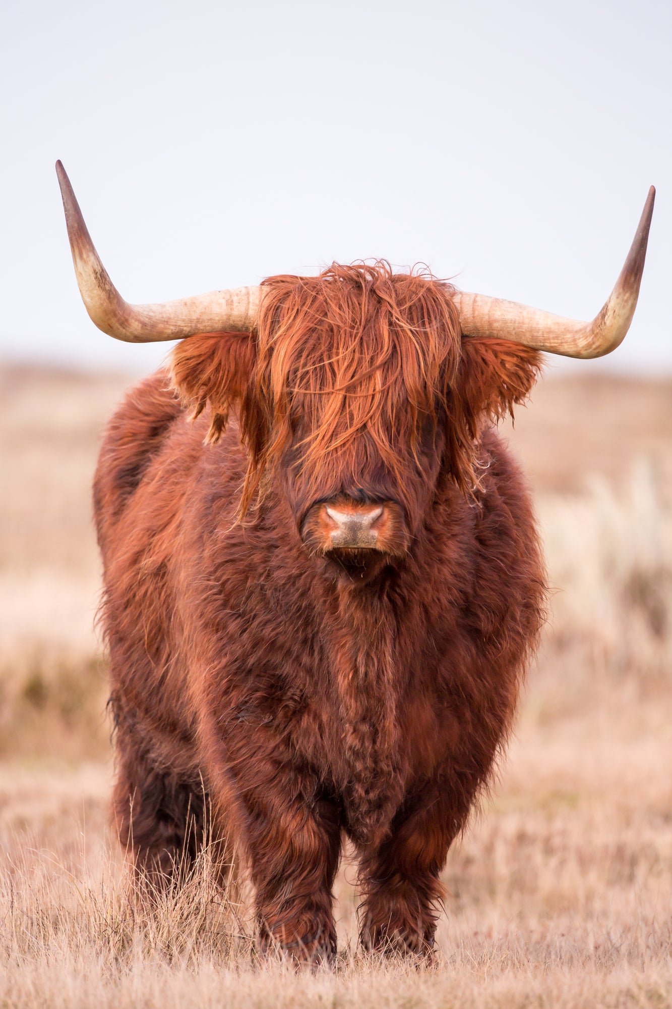 Highland Cow in Grass Field Photograph Print 100% Australian Made