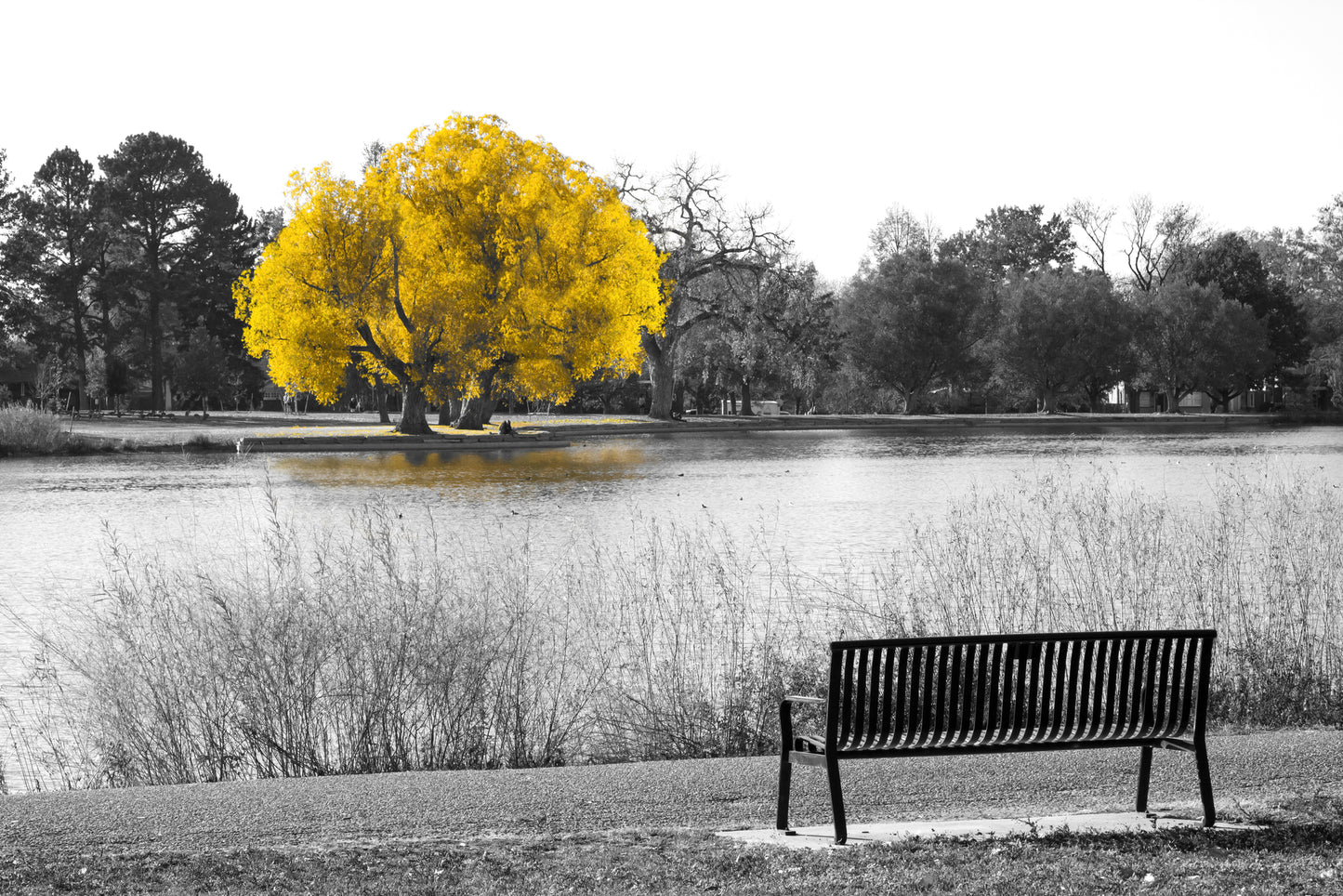 Yellow Tree on River Photograph Home Decor Premium Quality Poster Print Choose Your Sizes
