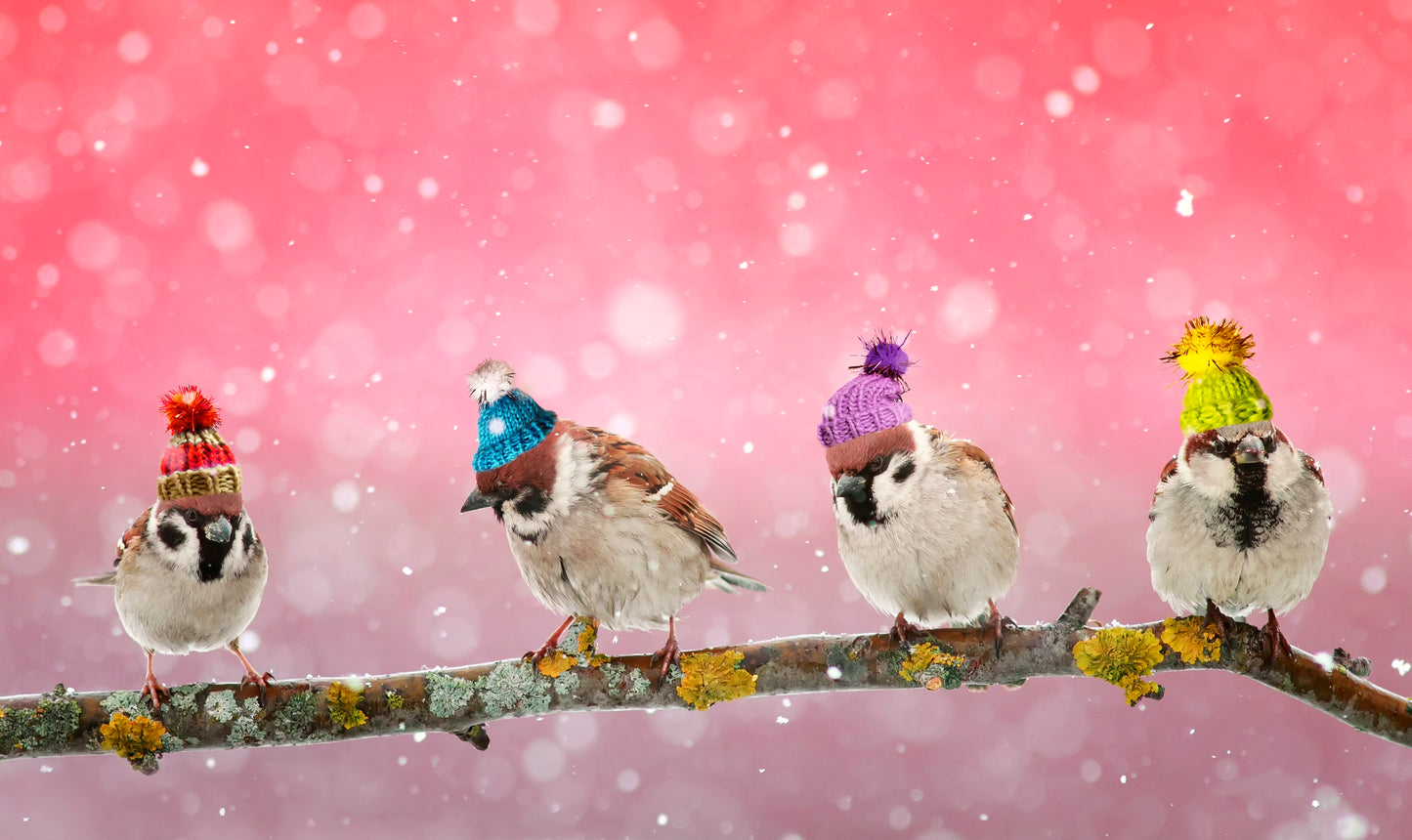 Bird on a Wire with Hats Photograph Print 100% Australian Made