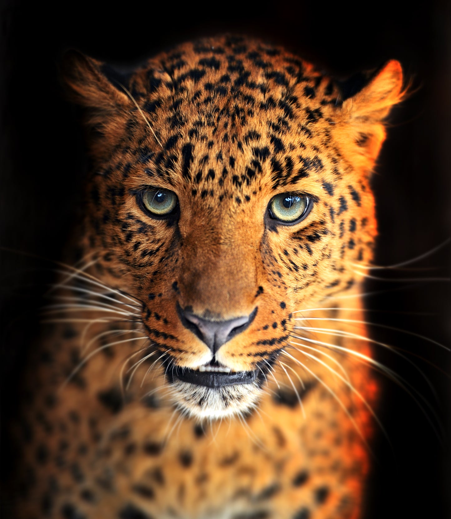 Square Canvas Leopard Closeup Photograph High Quality Print 100% Australian Made