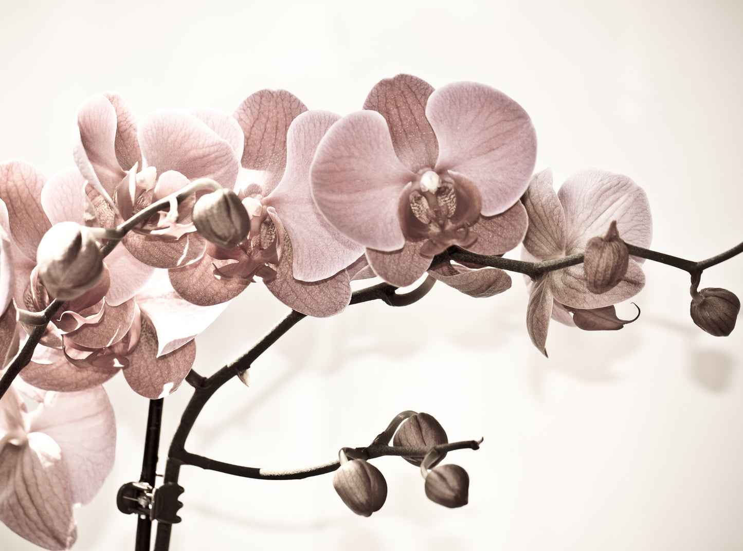 Orchid Flower Branch Photograph Print 100% Australian Made