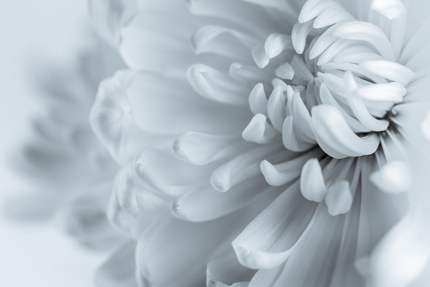 White Flower Closeup Photograph Print 100% Australian Made