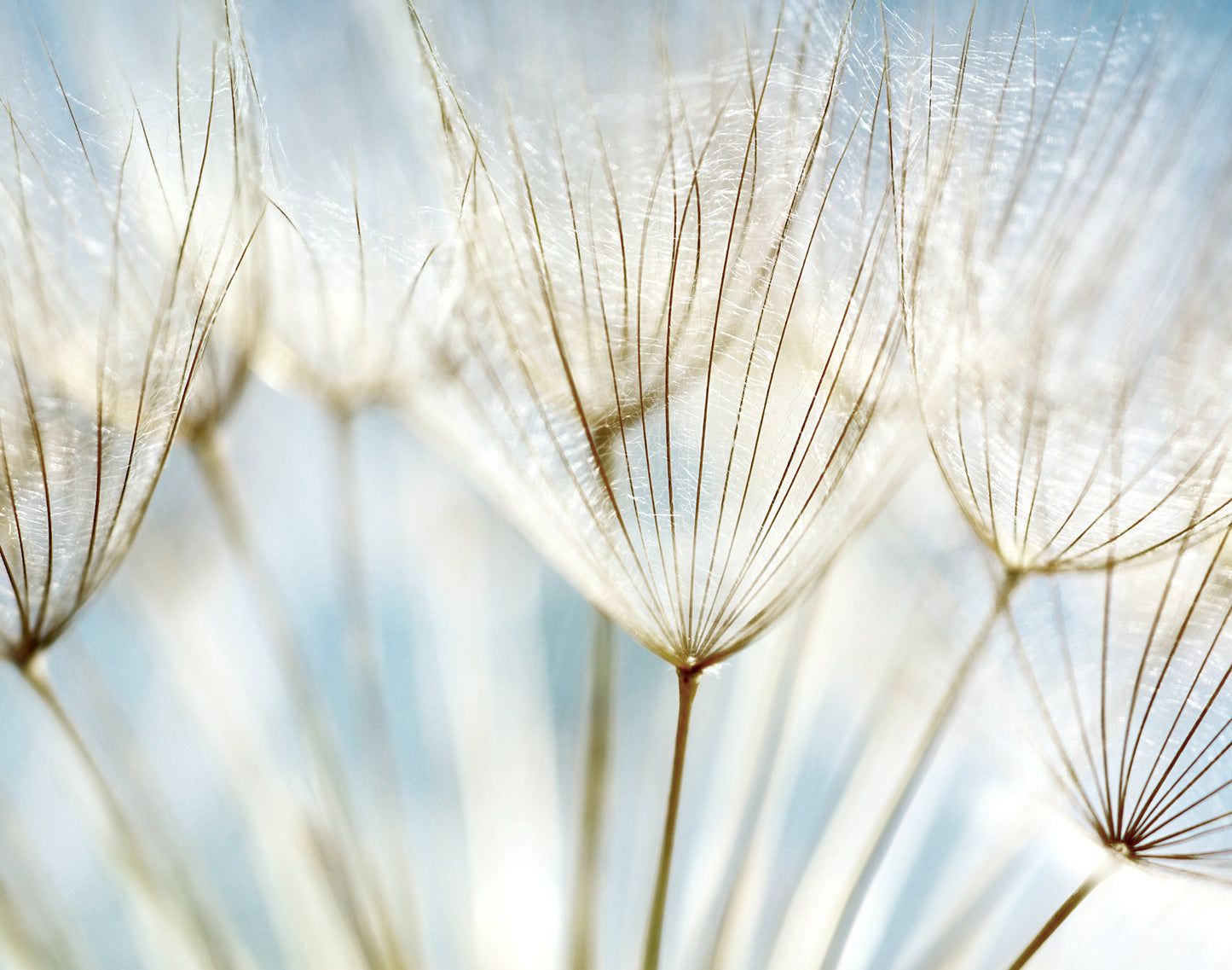 Dandelion Flowers Closeup Photograph Print 100% Australian Made