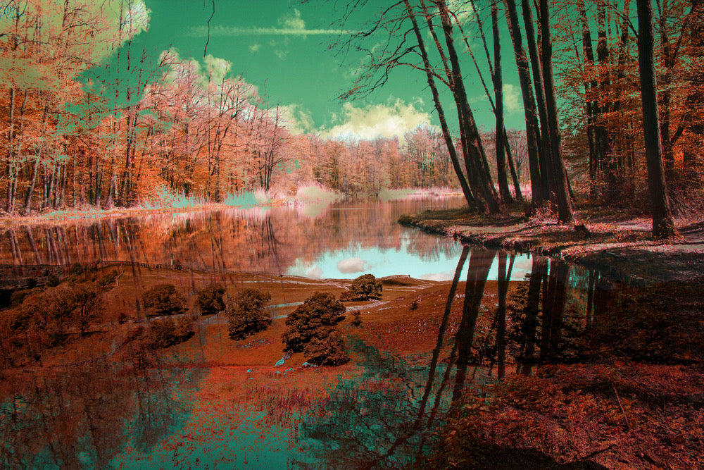 Forest Near Lake Photograph Home Decor Premium Quality Poster Print Choose Your Sizes