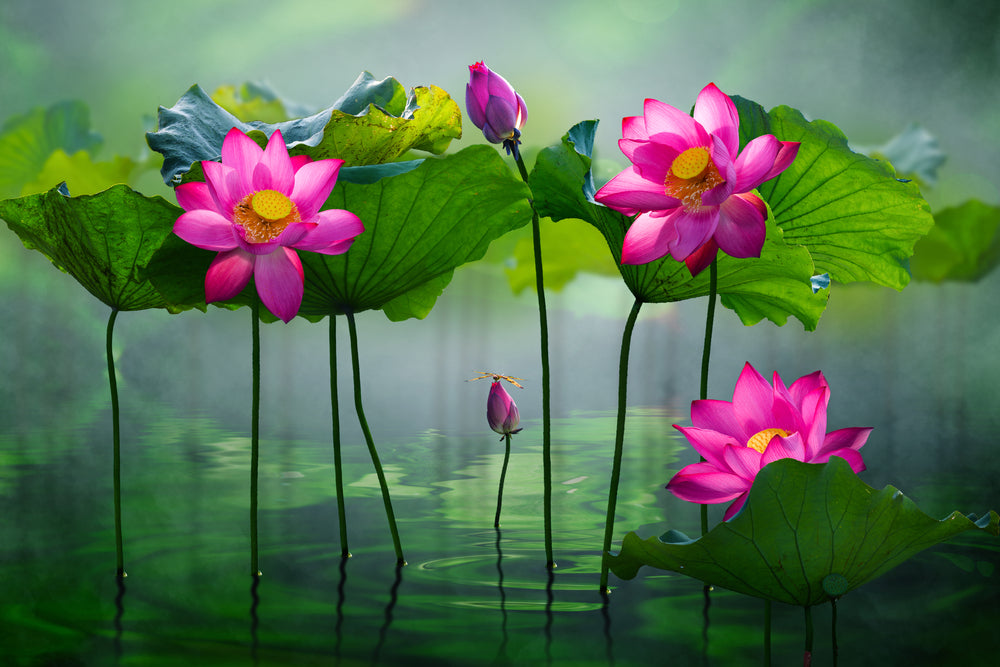 Lotus Flowers in a Pond Digital Painting Home Decor Premium Quality Poster Print Choose Your Sizes
