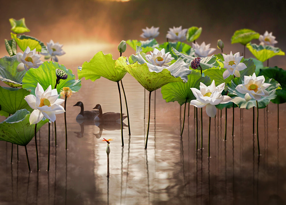 Lotus Flowers Digital Painting Home Decor Premium Quality Poster Print Choose Your Sizes