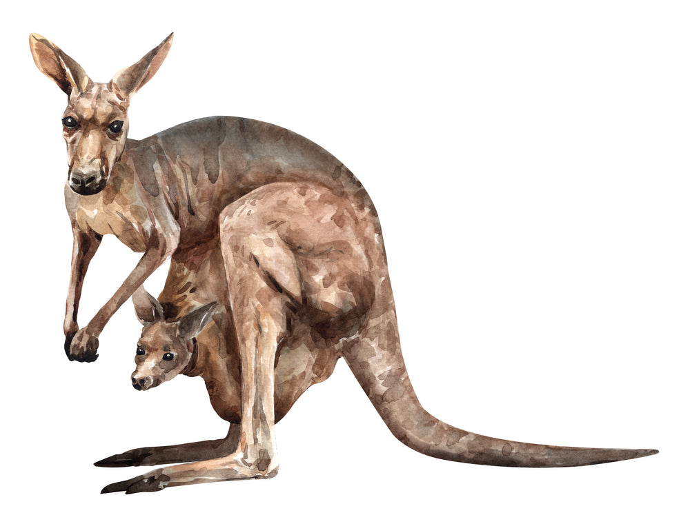 Kangaroo & Baby Watercolor Painting Print 100% Australian Made