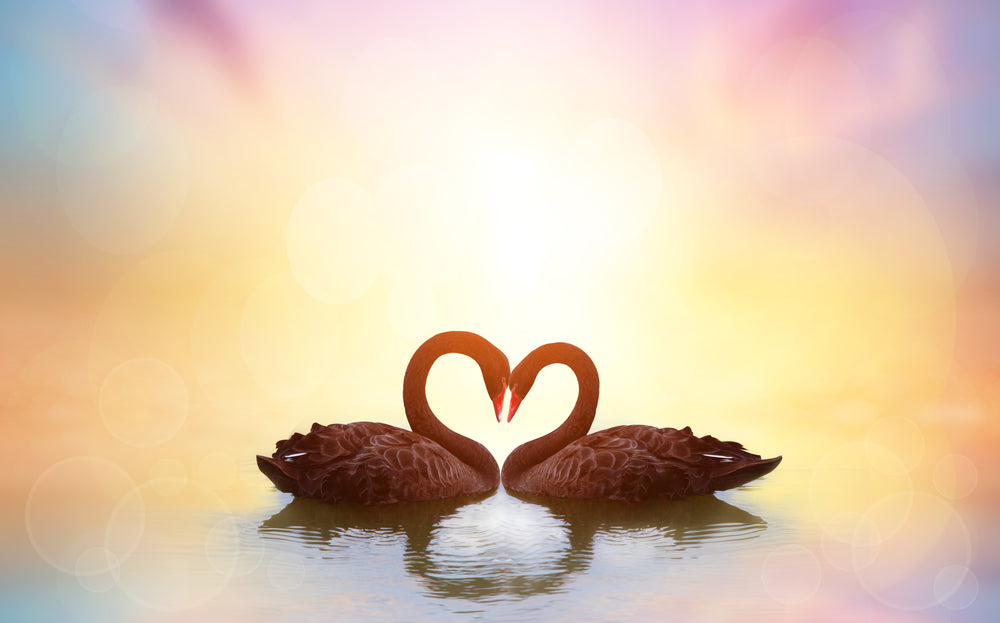 Swans on Lake Sunset Scenery View Home Decor Premium Quality Poster Print Choose Your Sizes