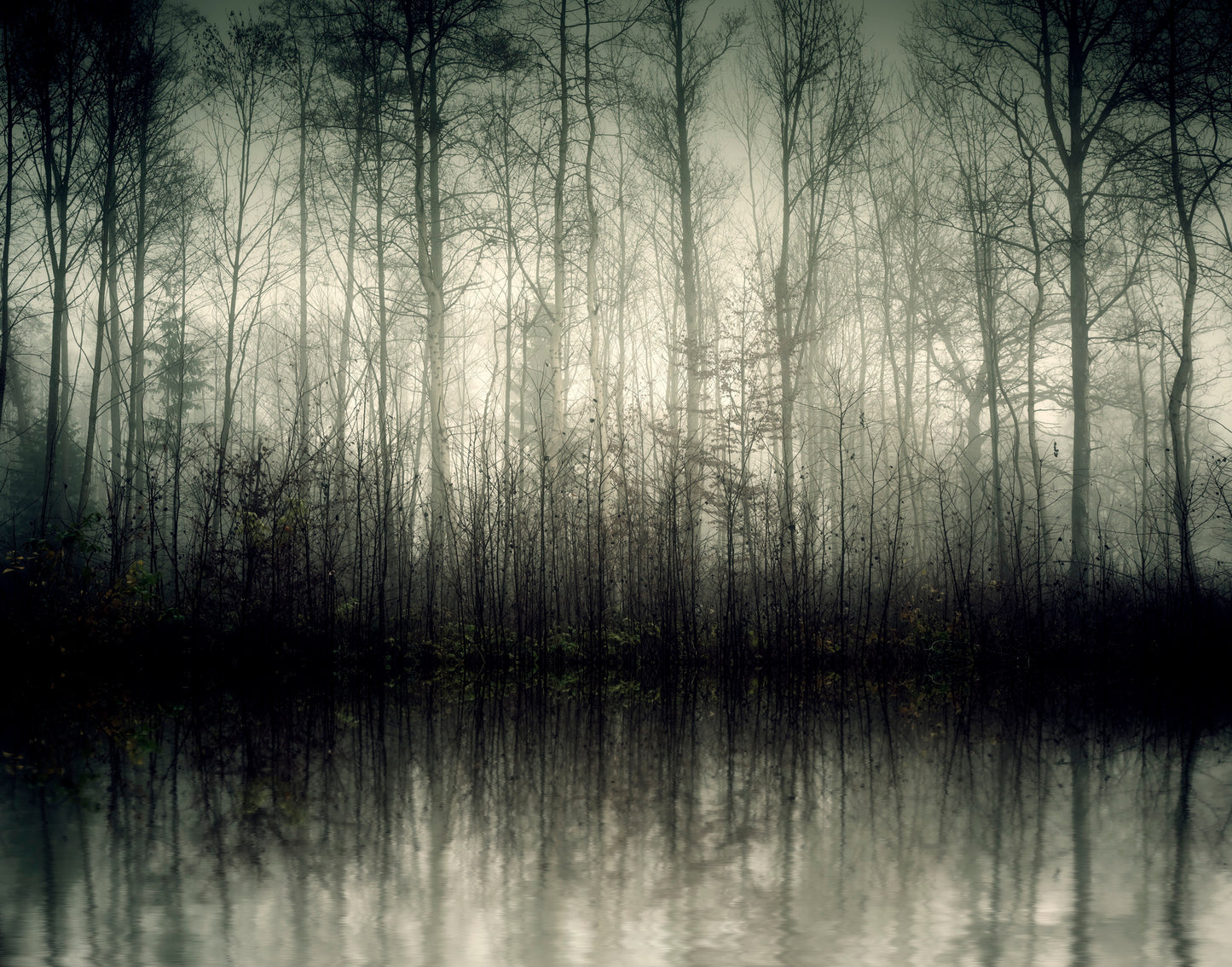 Misty Forest Scenery Photograph Home Decor Premium Quality Poster Print Choose Your Sizes