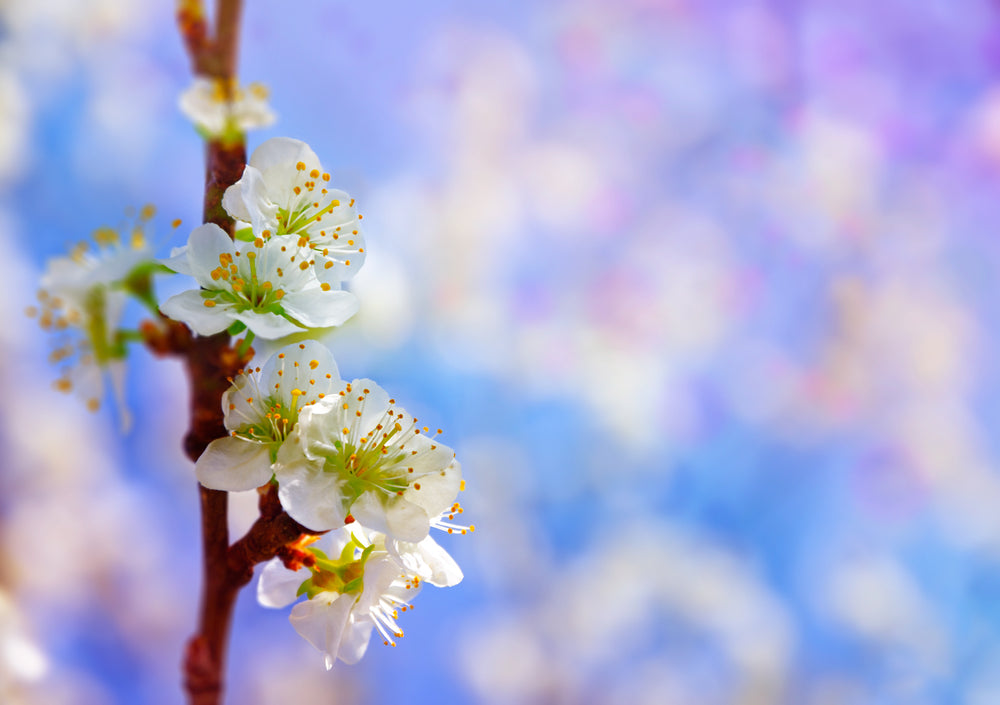 Blossom Flowers Tree Photograph Home Decor Premium Quality Poster Print Choose Your Sizes