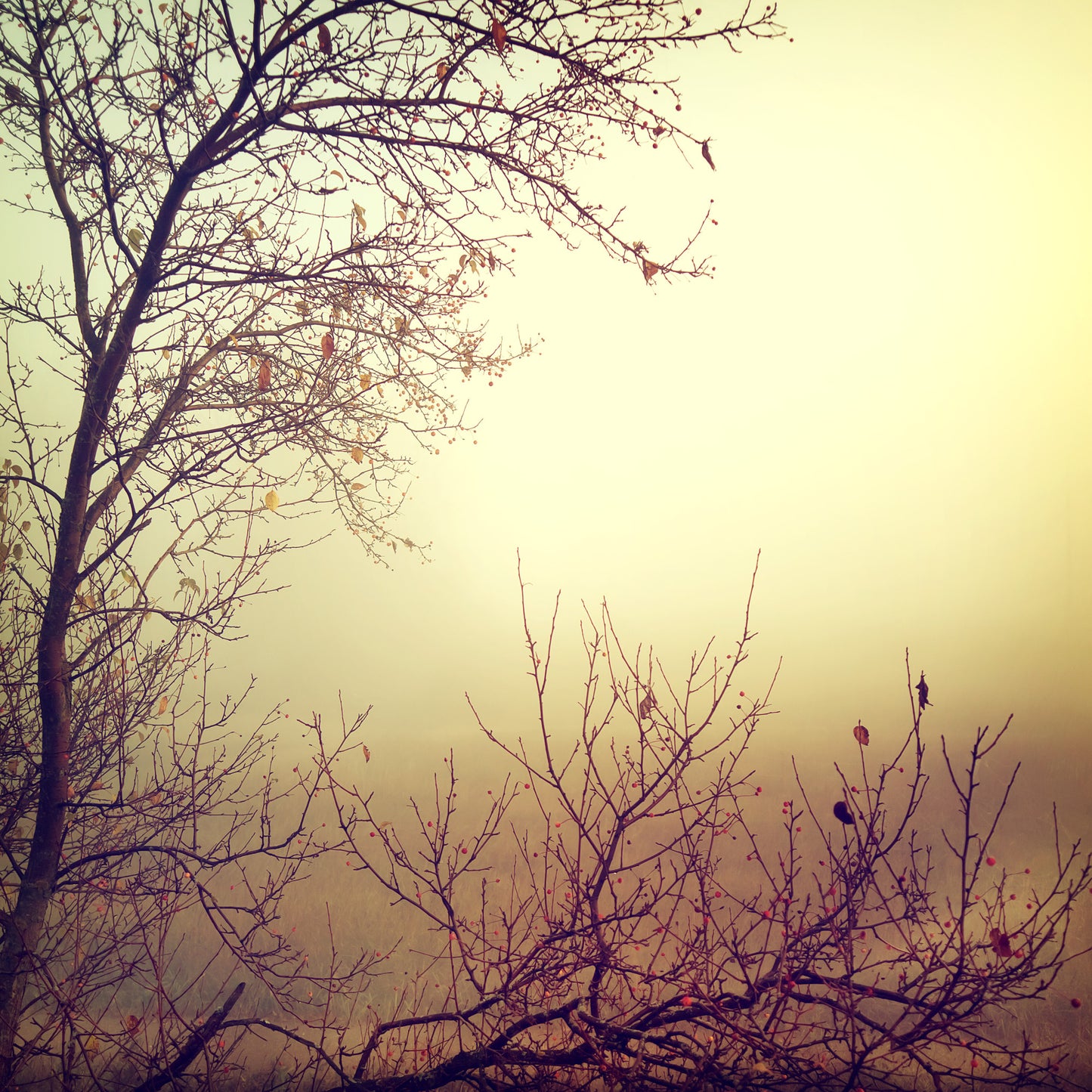 Square Canvas Misty Forest Photograph High Quality Print 100% Australian Made