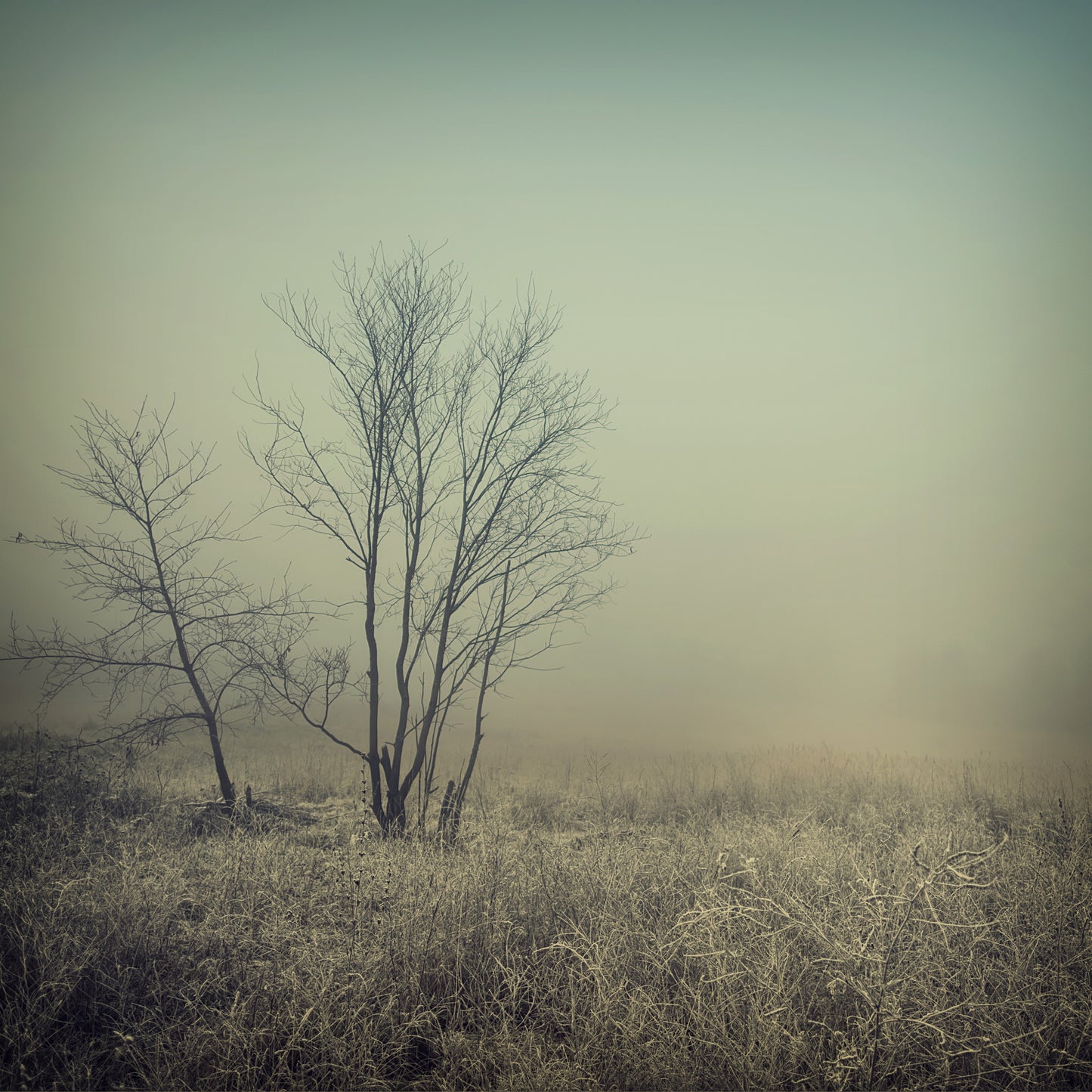 Square Canvas Misty Meadow Photograph High Quality Print 100% Australian Made