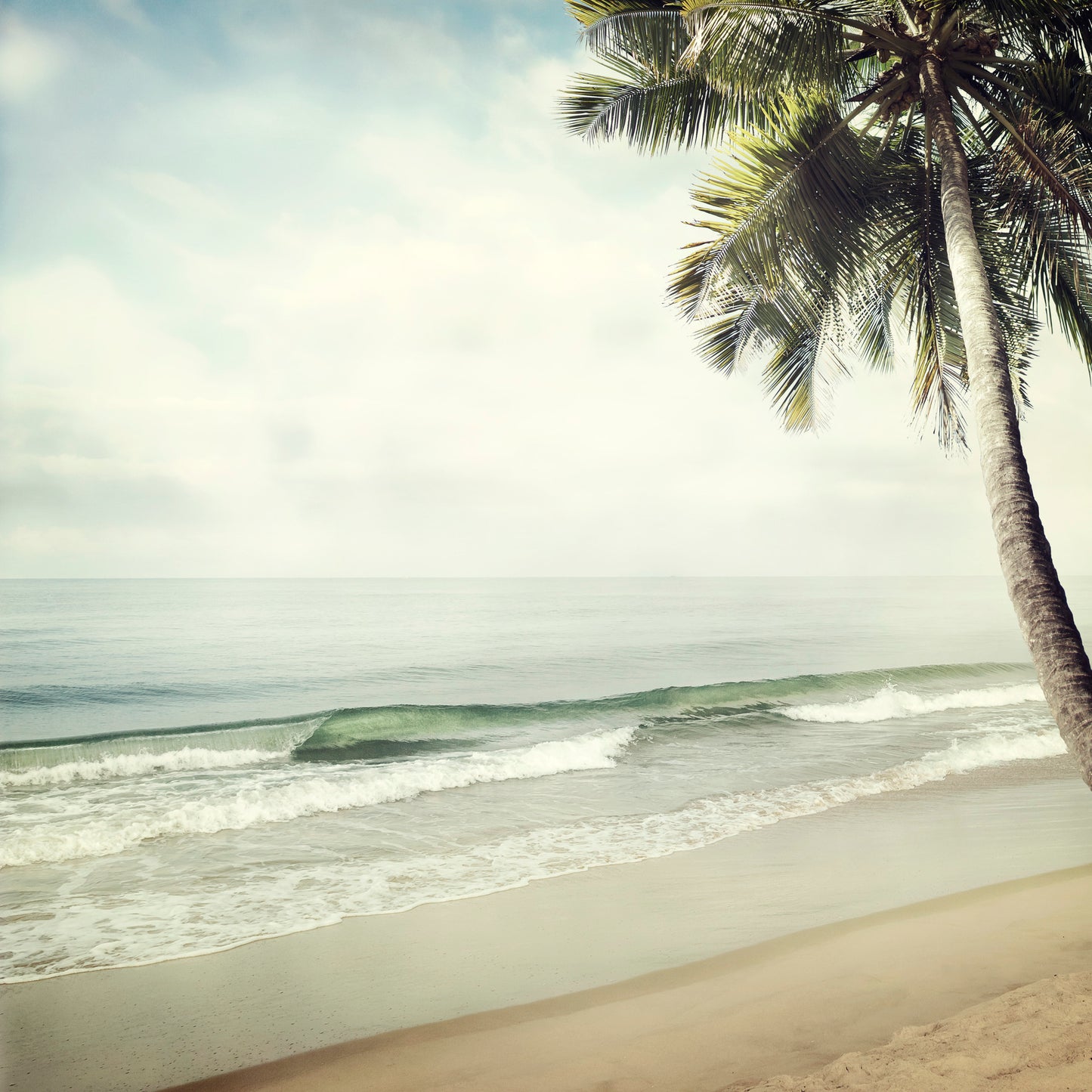 Square Canvas Sea & Palm Tree Photograph High Quality Print 100% Australian Made