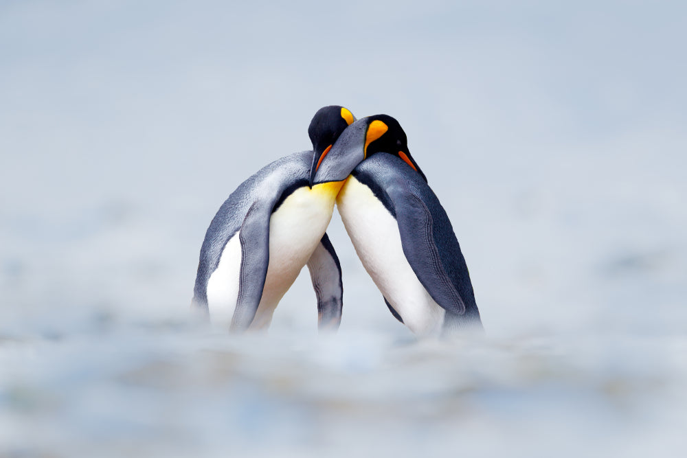 Penguin Pair Photograph Home Decor Premium Quality Poster Print Choose Your Sizes