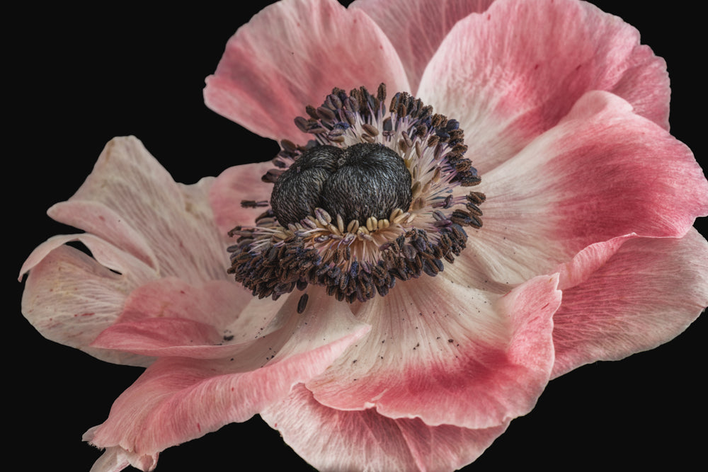 Blossom Flowers Closeup Photograph Print 100% Australian Made