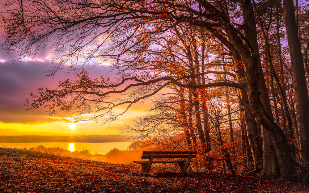 Autumn Forest Sunset Scenery View Photograph Home Decor Premium Quality Poster Print Choose Your Sizes