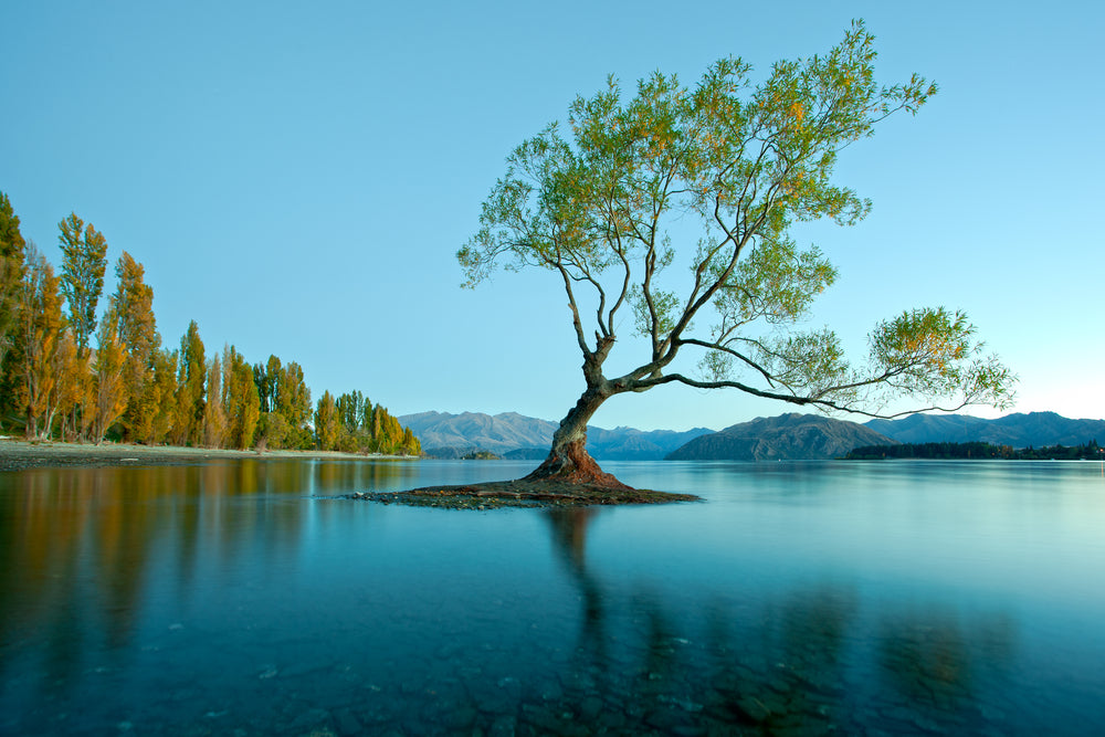 Tree in a Lake Scenery Photograph Home Decor Premium Quality Poster Print Choose Your Sizes