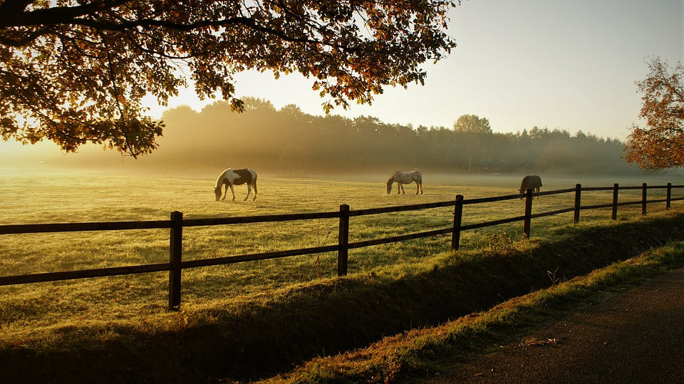 Horses on Field Scenery Photograph Print 100% Australian Made